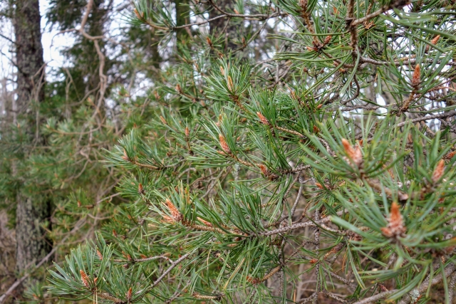 パイン精油の特徴 アロマ備忘録 Iroiroken